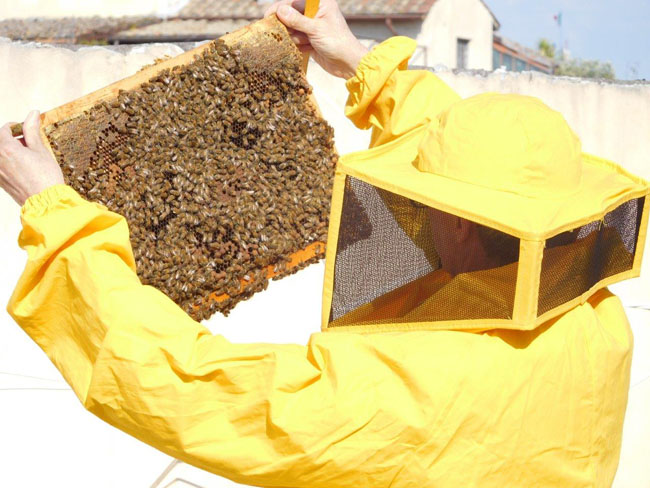 Roma monitoraggio smog commento Federazione apicoltori 