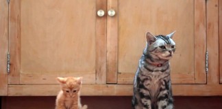“Caro gattino” fa il boom di visite Caro gattino