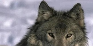 Lega Nazionale per la Difesa del Cane in prima linea contro le uccisioni dei lupi Lupo