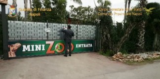 Napoli, sequestrato uno zoo abusivo con oltre 100 animali Napoli, sequestrato Zoo abusivo