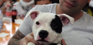 Toelettatura animali, audizione dell’Accademia Iv San Bernard cucciolo cane