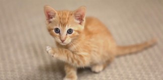 Verso un vaccino contro l’allergia al pelo dei gatti gattino piccolo