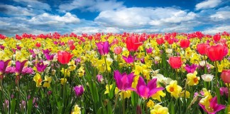 Quando la natura si risveglia … comincia la festa! risveglio primavera