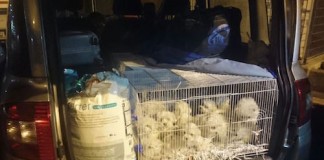 Gorizia, sequestrati 41 cuccioli di razza provenienti dell’Ungheria Gorizia sequestro di cuccioli