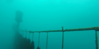 Napoli, sequestrate 20 tonnellate di cozze pericolose per la salute Napoli sequestr cozze pericolose per la salute