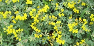 Wikiplantbase, un database gratuito per mappare le specie botaniche Wikiplantbase specie botanica