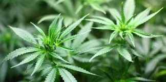 Messina, arrestato 20enne spacciatore di marijuana pianta Marijuana