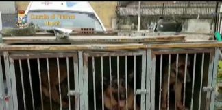 Napoli: sequestrato un canile abusivo, denunciato un responsabile Napoli, canile abusivo