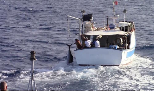 Palermo fermati pescatori di frondo di tonno