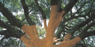 Sughero: il trimestre della decortica Quercia