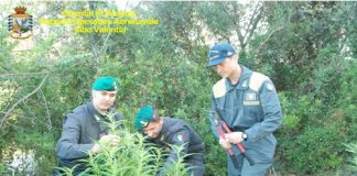 Vibo Valentia, scoperte e sequestrate due piantagioni di canapa indiana Vibo Valentia sequestro piantagioni Canapa Indiana