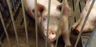 36 maiali uccisi per testare il farro, una campagna contro la vivisezione