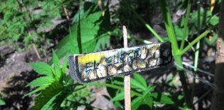 Cosenza, sequestrate oltre 3000 piante di Marijuana Cosenza, sequestate piantagioni di marijuana