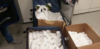 Roma, intercettati e denunciati due corrieri con 40 chili di “Khat” Roma sequestro di Kaht