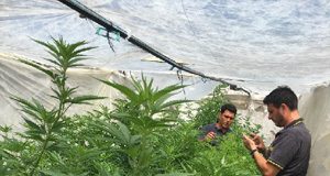 Salerno, scoperte 11 piante di marijuana all’interno di una serra Salerno, piantagioni di Marijuana