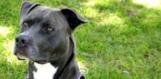 Assalito da un pitbull per difendere il suo cagnolino, 57enne salvato dalle vigilesse
