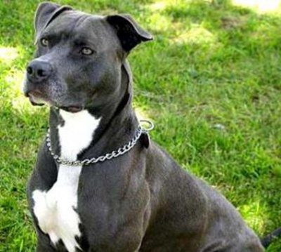 Cane pitbull