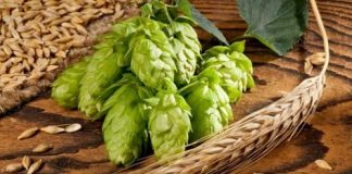 Luppolo, prevenzione tumore al seno: la scoperta americana luppolo
