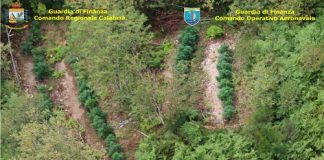 Calabria, scoperte 8 piantagioni di marijuana: sequestrate oltre 2500 piante Calabria, scoperte 8 piantagioni di marijuana