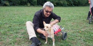 La Legge quadro su animali d’affezione e randagismo compie 25 anni La Legge quadro su animali d’affezione e randagismo compie 25 anni