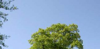 Crotone: abbattono illegalmente un albero, denunciati i responsabili Quercus cerris