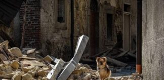 Post Sisma: la campagna “#adotta_me” sostiene le adozioni di animali anziani e soli post sisma