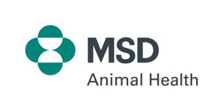 #NOabbandono: per dire NO all’abbandono degli animali msd-animal-healt