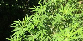 Cannabis terapeutica, il farmaco sarà gratis in Sicilia piantagione Cannabis