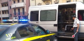 Novara, traffico illecito di cuccioli di cane: intercettato il furgone novara-bloccato-traffico-illecito-cuccioli