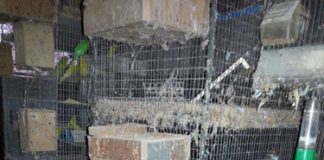 Trapani, maltrattamento animali: sequestrato allevamento abusivo di volatili trapani-maltrattamento-animali