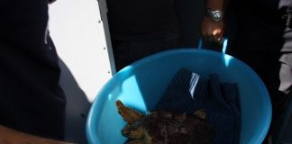 Napoli, rilasciati in mare sei esemplari di tartagura marina “Caretta Caretta” tartagura marina Caretta Caretta