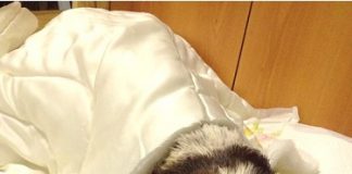 Massa Carrara: lascia morire il cane l’ex cacciatore condannato a 6 mesi lega-nazionale-per-la-difesa-del-cane