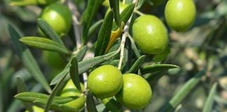 “Un extra per la ricerca”, gli olivicoltori italiani al fianco di fondazione Airc olive