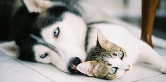 Giornata Mondiale del Diabete: anche gli Amici a 4 zampe si tingono di blu cane-gatto