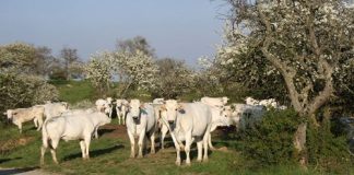 Il Tartufo Bianco incontra la Chianina: Mostra Mercato a Ponte a Tressa (SI) chianine
