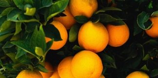 Agrumi: il NO del Parlamento europeo al taglio dei controlli sull’import Agrumi