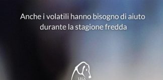 I consigli di LNDC per aiutare gli uccellini durante l’inverno lndc-volatili-inverno
