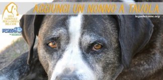 LNDC e Sanypet/Forza10 insieme per l’iniziativa “Aggiungi un Nonno a Tavola” aggiungi-un-nonno-a-tavola
