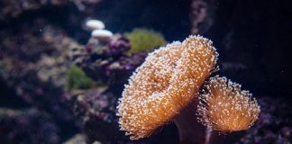 Roma, stroncato imponente traffico illegale di specie animali protette corallo