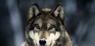 Piano Lupi: più facili le condanne a morte e uccisioni per fini scientifici Piano lupi