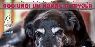 “Aggiungi un nonno a tavola” di LNDC prosegue fino a febbraio aggiungi-un-nonno-a-tavola