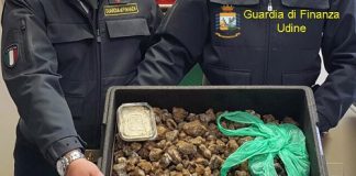 Udine, sequestrati 20 chilogrammi di tartufi provenienti dalla Romania Udine sequestro tartufi