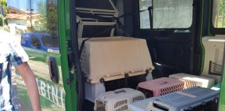 Maltrattamenti in un allevamento di Chihuahua: sotto inchiesta i due titolari e un veterinario Maltrattamenti in un allevamento di Chihuahua: sotto inchiesta i due titolari e un veterinario