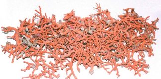 Donato all’università del Salento circa un kilo e mezzo di corallo rosso sequestrato dalla polizia