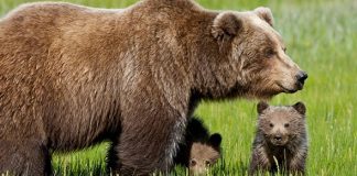 Orsa Kj2: a Trento LNDC impugna l’ordinanza contro l’animale Orsa Kj2