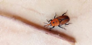 Parassiti killer, minaccia per l’ecosistema? Motivi e rimedi punteruolo rosso