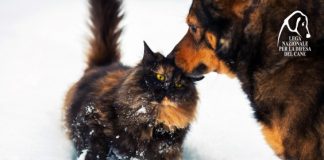 Salute degli animali, 10 consigli per proteggerli dal freddo campagna-freddo-2016-lndc