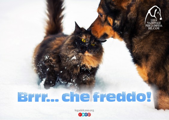 campagna-freddo-2016-lndc