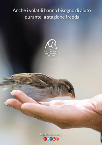 volatili-inverno-2016