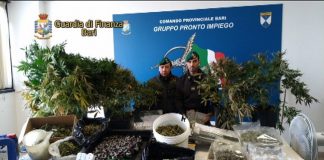 Bari, scoperta coltivazione di marijuana: arrestati i responsabili Bari scoperta coltivazione Marijuana